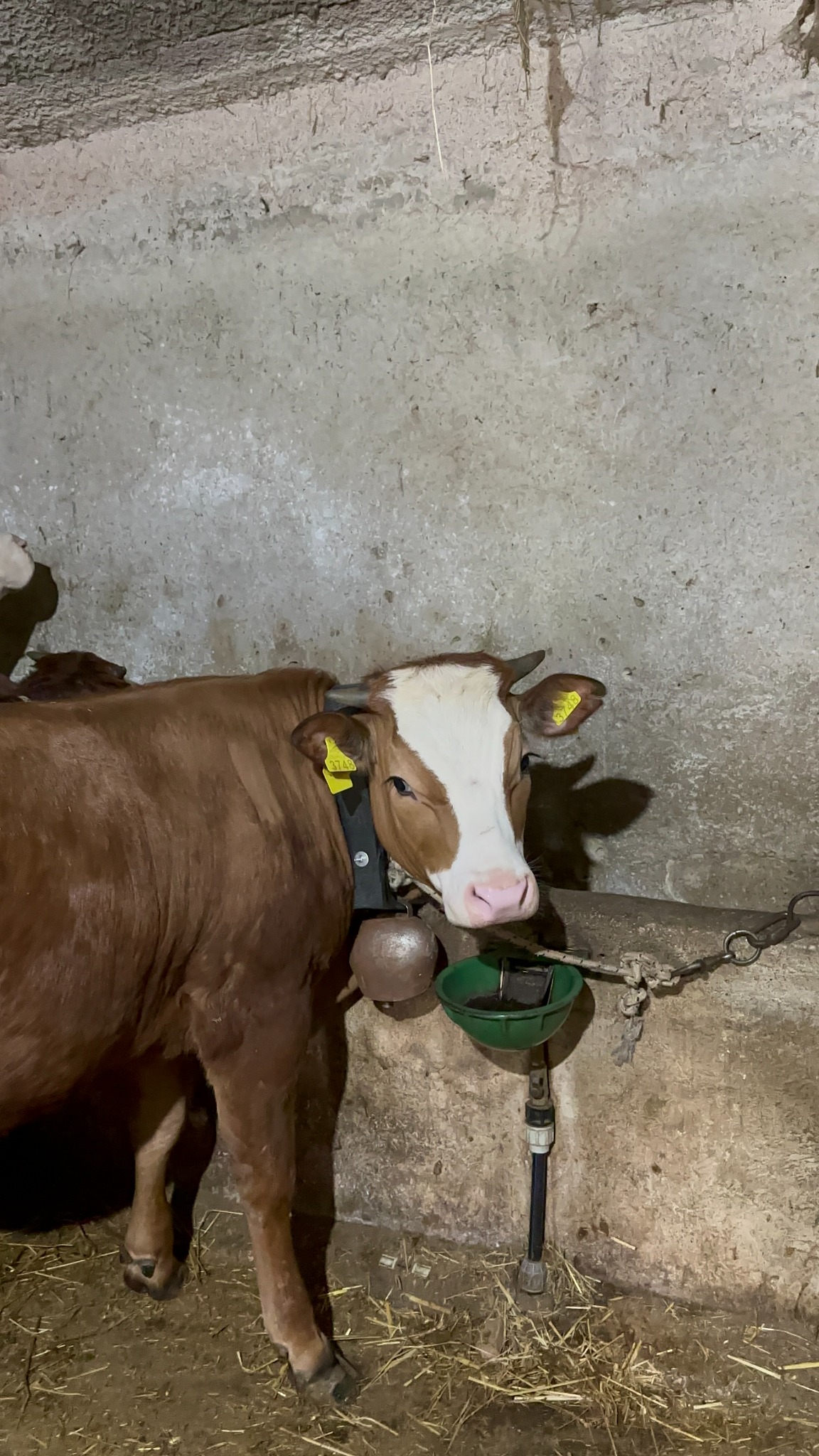 Mucca in allevamento