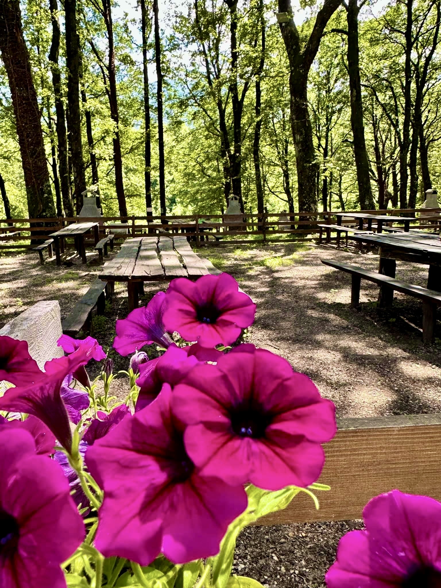 Tavoli e sedie nel verde dell'area picnic